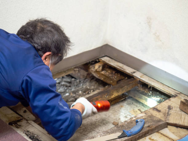 Best Mold Testing  in Mexico, MO