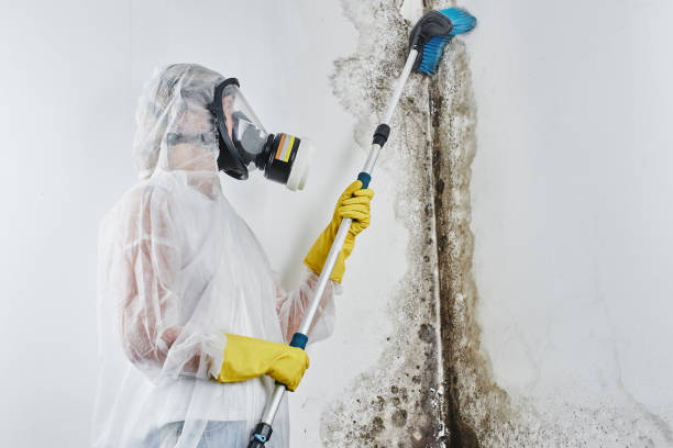 Office Mold Removal Services in Mexico, MO