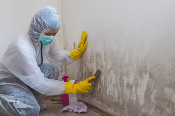 Best Toxic Mold Removal  in Mexico, MO
