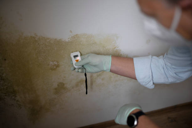 Best Professional Mold Removal  in Mexico, MO