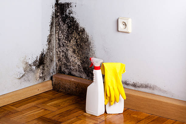 Best Mold Removal and Inspection  in Mexico, MO