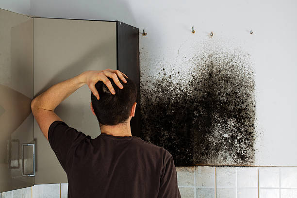 Best Certified Mold Removal  in Mexico, MO