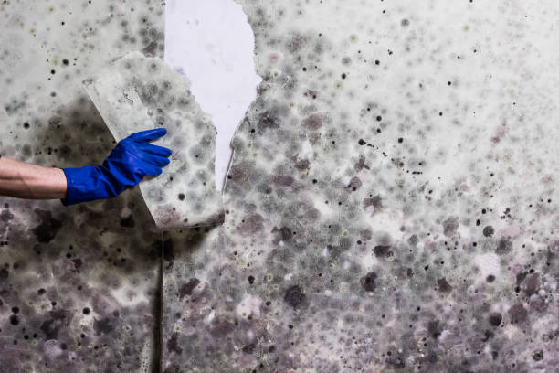 Best Home Mold Removal  in Mexico, MO