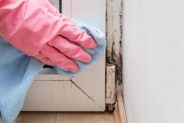Best Affordable Mold Removal  in Mexico, MO