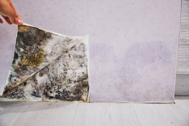 Best Mold Remediation  in Mexico, MO